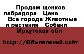 Продам щенков лабрадора › Цена ­ 20 000 - Все города Животные и растения » Собаки   . Иркутская обл.